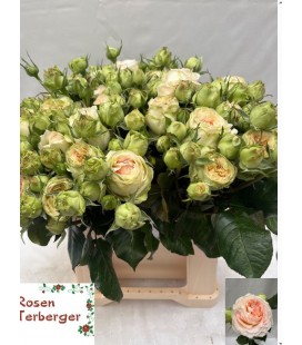 Rose Branchue Lorena Summerh 40 cm