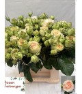 Rose Branchue Lorena Summerh 40 cm