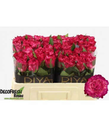Rose Enchantement 50 cm