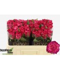 Rose Enchantement 50 cm