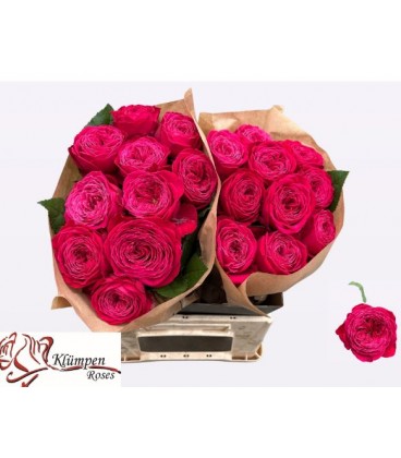 Rose Just More 40 cm