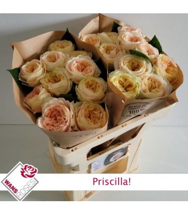Rose Priscilla 60 cm