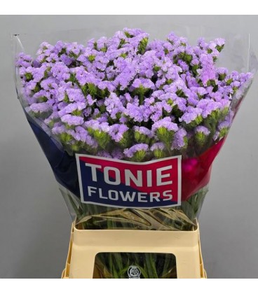 Statice Tonie Lavender 70 cm
