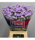 Statice Tonie Lavender 70 cm