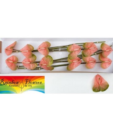 Anthurium Gabriella x 12