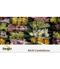 Cymbidium mix 40 cm