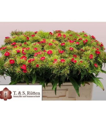 Oeillet Barb ov 50 cm