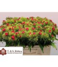 Oeillet Barb ov 50 cm