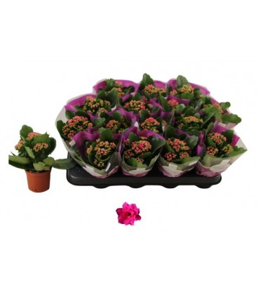 Kalanchoe Victorio Ø 07