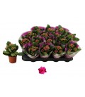 Kalanchoe Victorio Ø 07