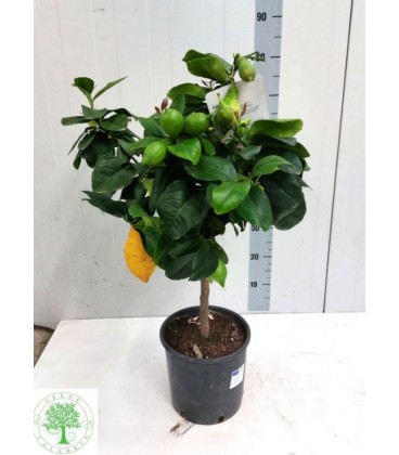 Citronier pot de 26 h 160