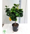 Citronier pot de 26 h 160