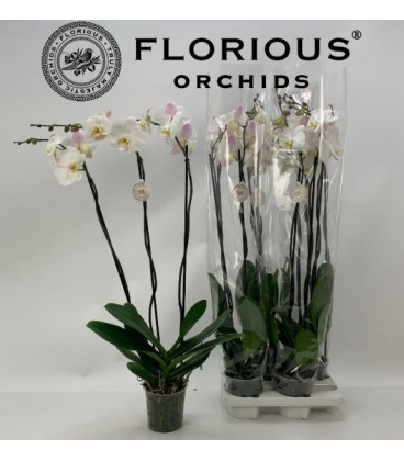 Phalaeno blanc pot 15 4 b
