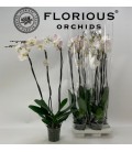 Phalaeno blanc pot 15 4 b