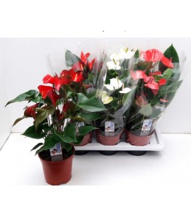 Anthurium Mix 5 couleurs Ø 17