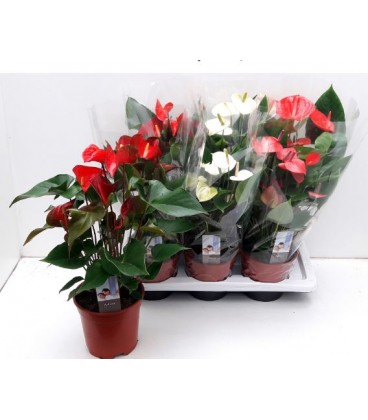 Anthurium Mix 5 couleurs Ø 17