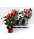 Anthurium Mix 5 couleurs Ø 17