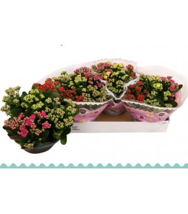 Kalanchoe coupe de 23 carnaval