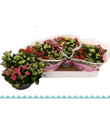 Kalanchoe coupe de 23 carnaval