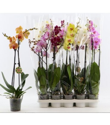 Phalaenopsis Ø 12h 60 2 b