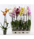 Phalaenopsis Ø 12h 60 2 b