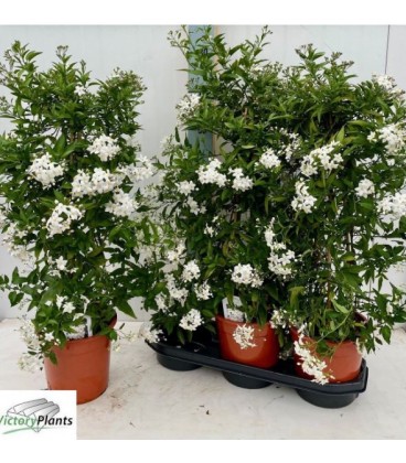 Solanum jasminoide pot de 17