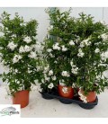 Solanum jasminoide pot de 17