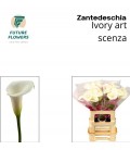 Calla Ivory art 60 cm