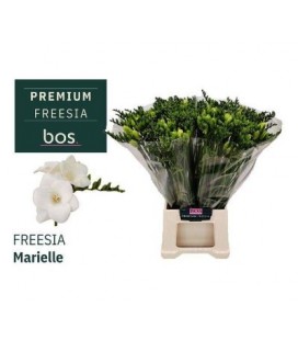Freesia Marielle