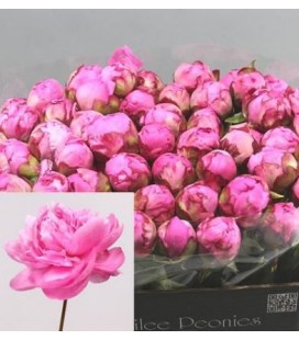 Pivoine Dr Flemming 55 cm