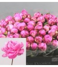 Pivoine Dr Flemming 55 cm