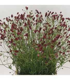 Sangosorba of red Dream 60 cm