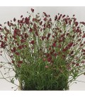Sangosorba of red Dream 60 cm