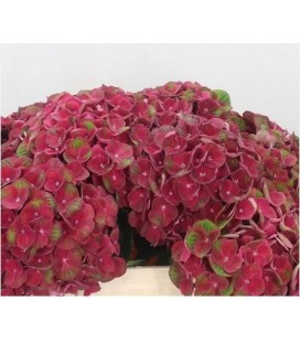 Hortensia Mag Charlotte 65 cm