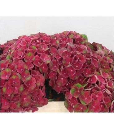 Hortensia Mag Charlotte 65 cm