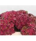 Hortensia Mag Charlotte 65 cm