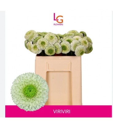 Germini bol Viriviri