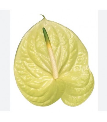 Anthurium Marysia x 10