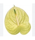 Anthurium Marysia x 10