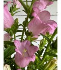 Campanule Champion rose 75 cm