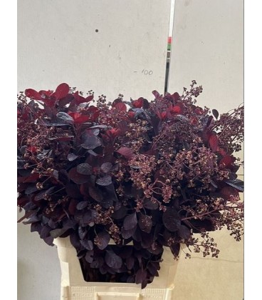 Cotinus Royal purple 70 cm