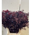 Cotinus Royal purple 80 cm