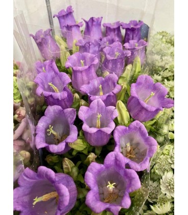 Campanule cam Lilac 75 cm