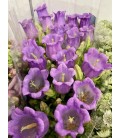 Campanule cam Lilac 75 cm