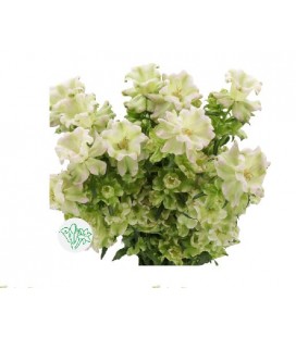 Campanule Evergr pearl 70 cm