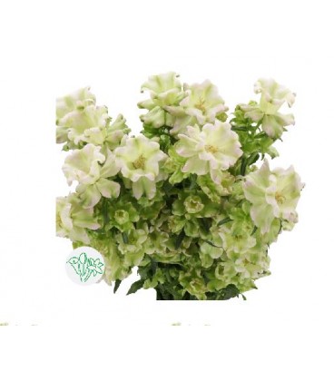 Campanule Evergr pearl 70 cm