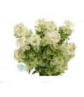 Campanule Evergr pearl 70 cm