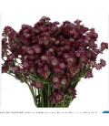 Astransia star of Joy 50 cm