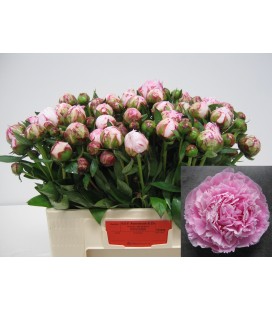 Pivoine Sara Bernard 55 cm 