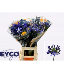 Agapanthe Eyfori blue 70 cm